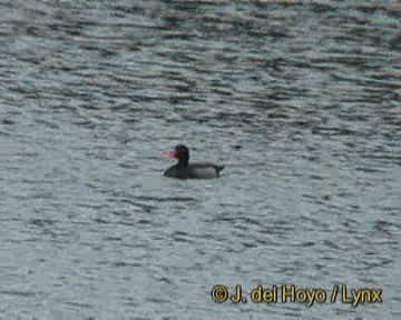 Rosy-billed Pochard - ML201270491