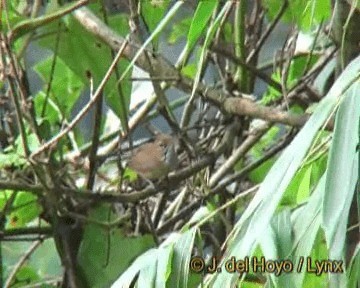 Long-billed Gnatwren (Trilling) - ML201270531