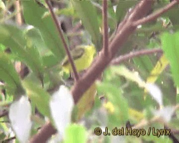 Gray-headed Tody-Flycatcher - ML201270571