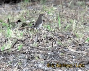 Creamy-bellied Thrush - ML201270581