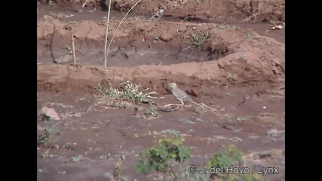 Tawny Pipit - ML201270601