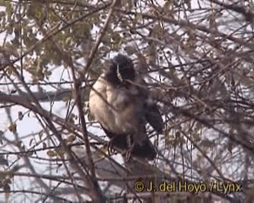 Indian Pied Starling - ML201270641