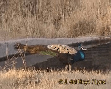 Indian Peafowl - ML201270701