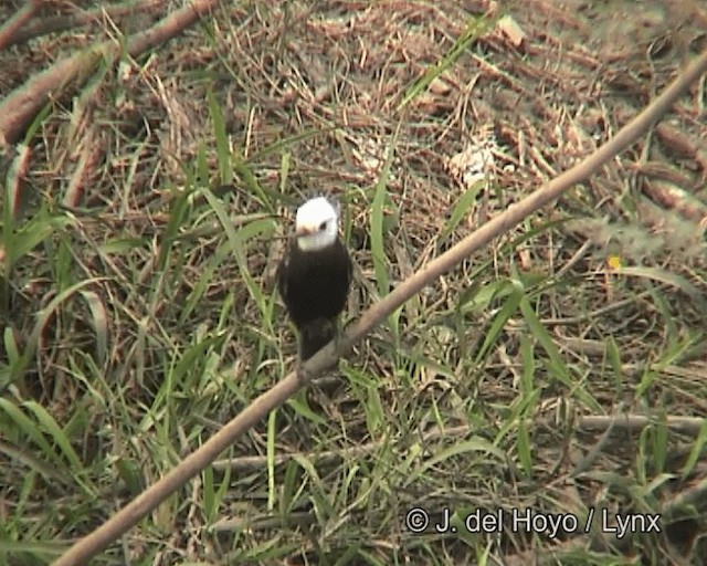 White-headed Marsh Tyrant - ML201270741