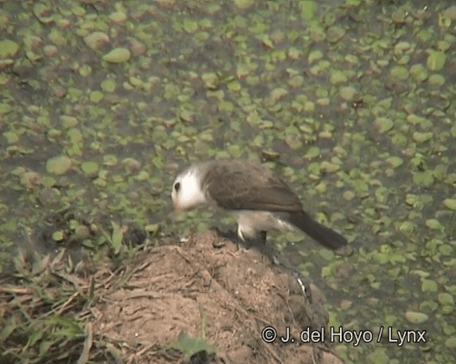 White-headed Marsh Tyrant - ML201270761