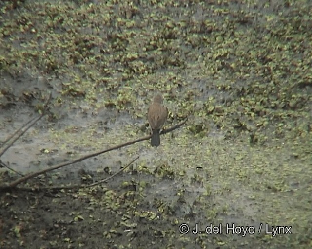 White-headed Marsh Tyrant - ML201270771