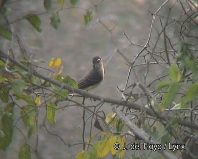 Short-crested Flycatcher - ML201270851