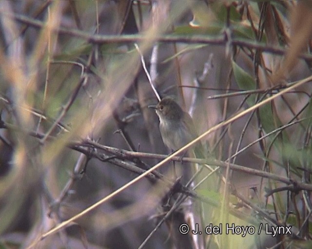 Rusty-fronted Tody-Flycatcher - ML201270901