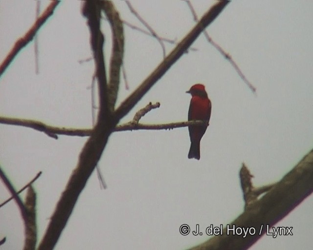 Vermilion Flycatcher (Austral) - ML201270921