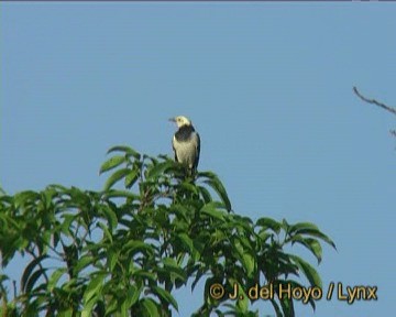 Black-collared Starling - ML201270951