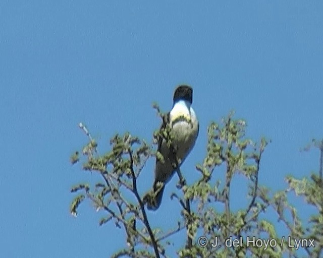 Eastern Violet-backed Sunbird - ML201271061