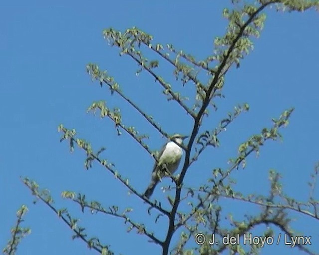 Doğulu Mor Sırtlı Nektarkuşu - ML201271071