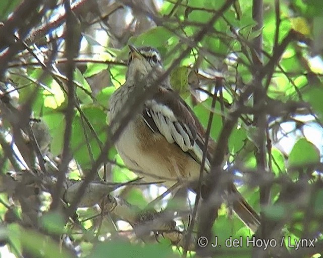 Alaca Kanatlı Çalı Bülbülü [leucoptera grubu] - ML201271081