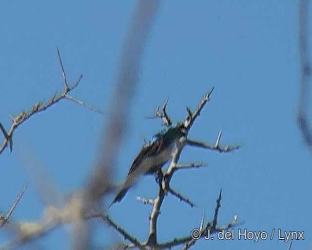 Black-bellied Sunbird - ML201271121