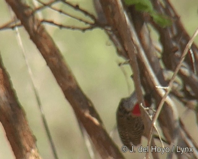 Cardinal Woodpecker - ML201271131