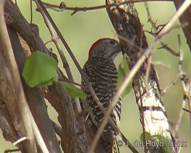 Cardinal Woodpecker - ML201271141