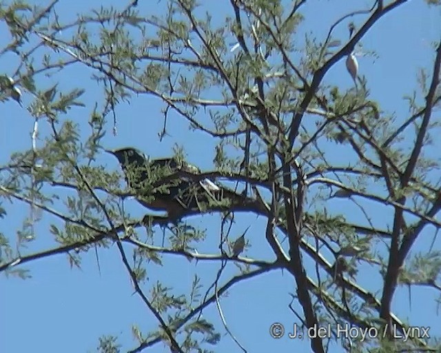 Golden-breasted Starling - ML201271151