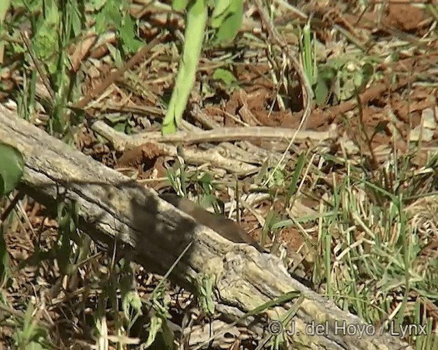 Black-capped Social-Weaver - ML201271171