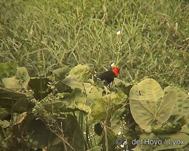 Scarlet-headed Blackbird - ML201271281