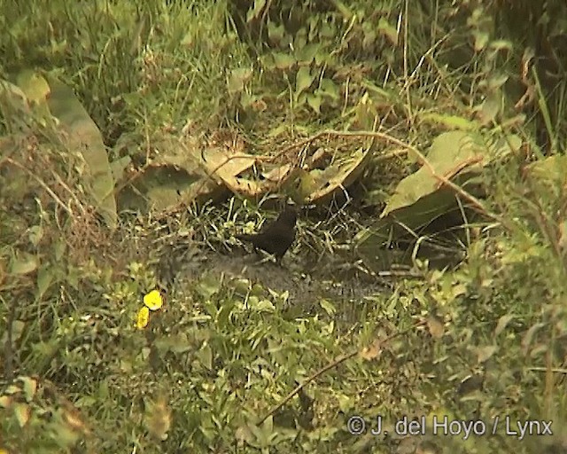 ヒズキンムクドリモドキ - eBird