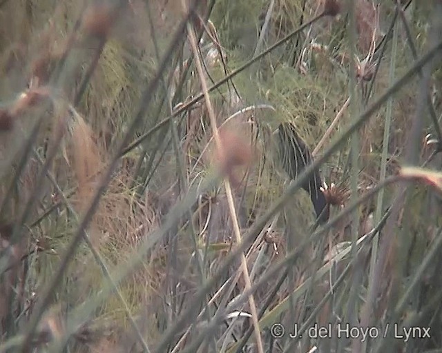 Solitary Black Cacique - ML201271301