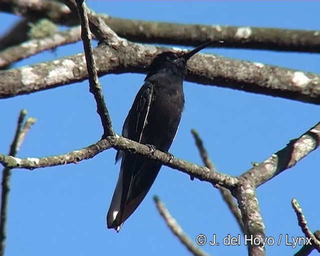 kolibřík černobílý - ML201271321