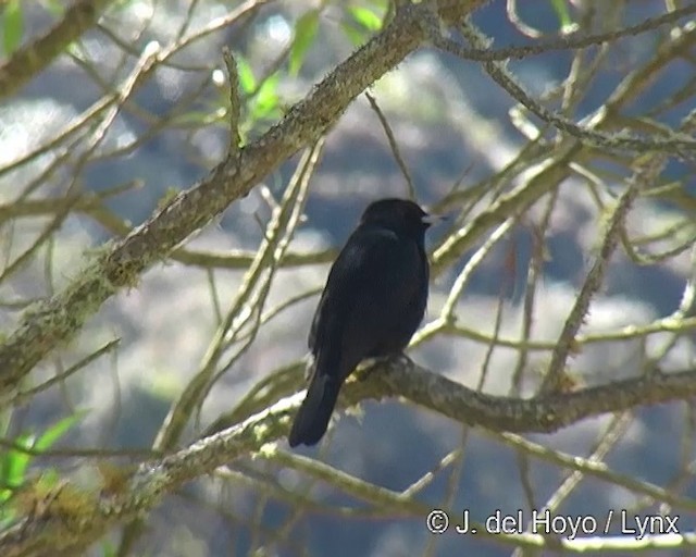 Blue-billed Black-Tyrant - ML201271371