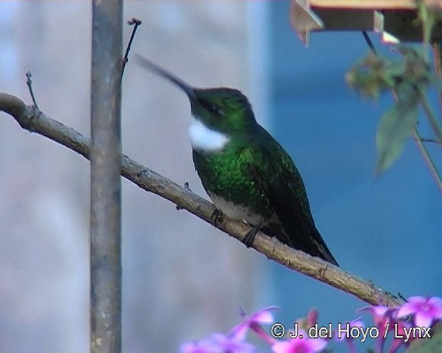 White-throated Hummingbird - ML201271391