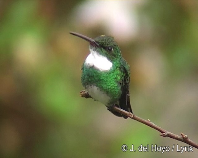 Colibri à gorge blanche - ML201271401