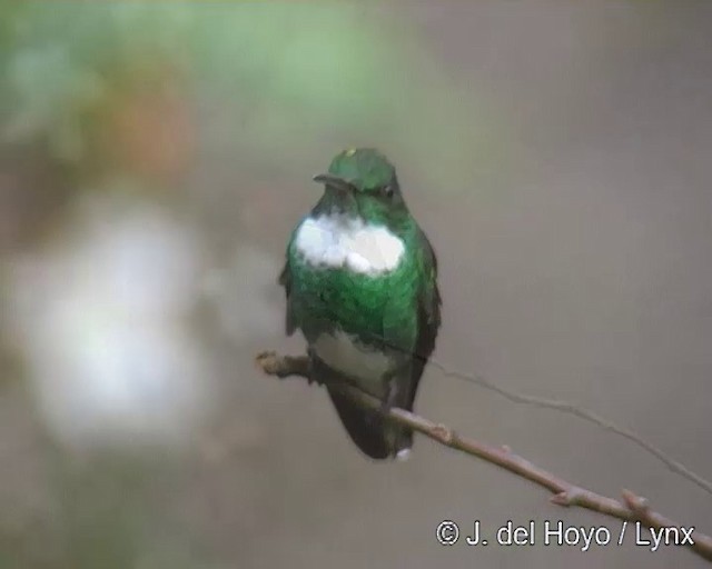 White-throated Hummingbird - ML201271411