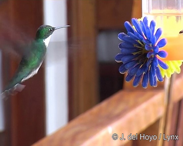 White-throated Hummingbird - ML201271421