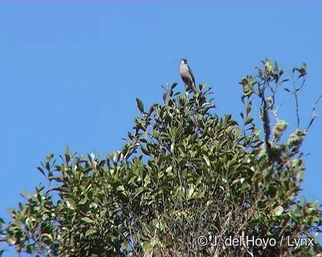 Shear-tailed Gray Tyrant - ML201271481