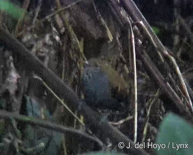 Star-throated Antwren - ML201271491