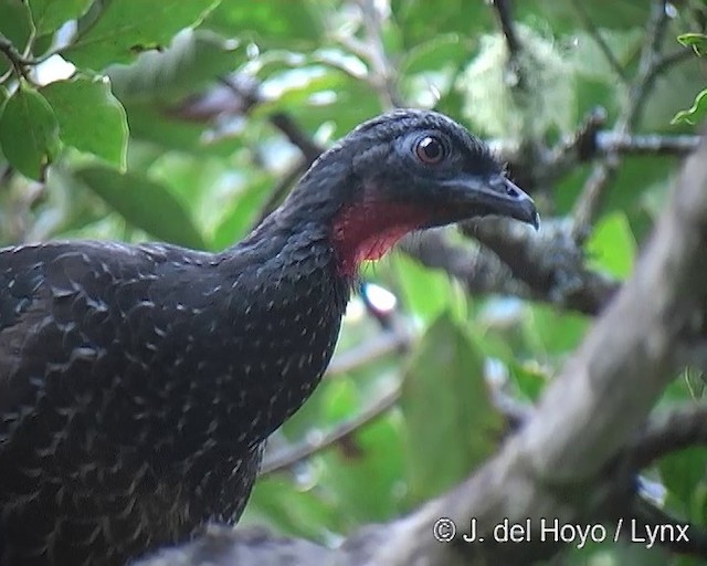 Dusky-legged Guan - ML201271561