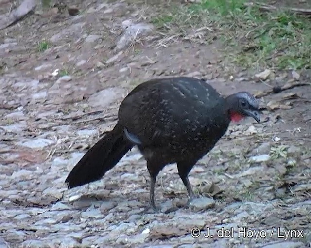 Dusky-legged Guan - ML201271571