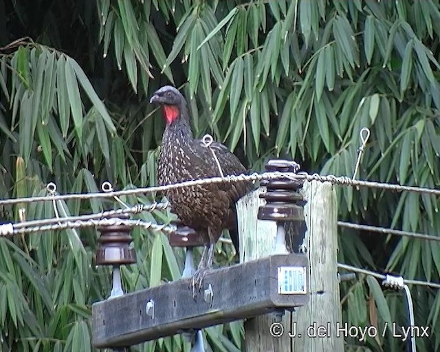 Dusky-legged Guan - ML201271581