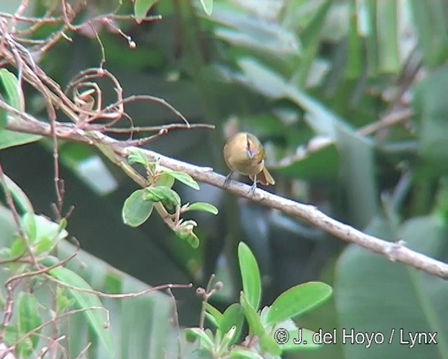 Buff-fronted Foliage-gleaner - ML201271611