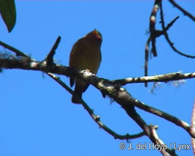 Black-capped Piprites - ML201271621