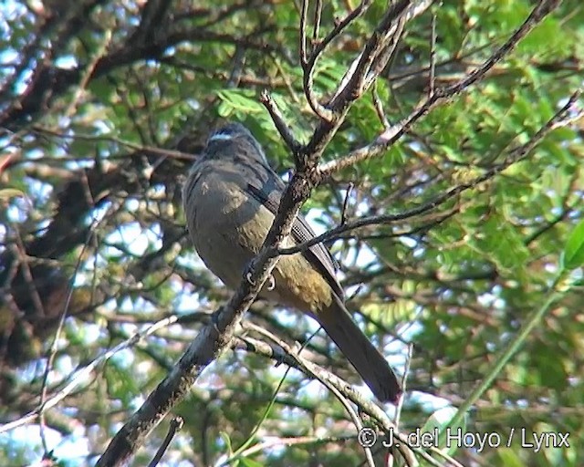 Thick-billed Saltator - ML201271661