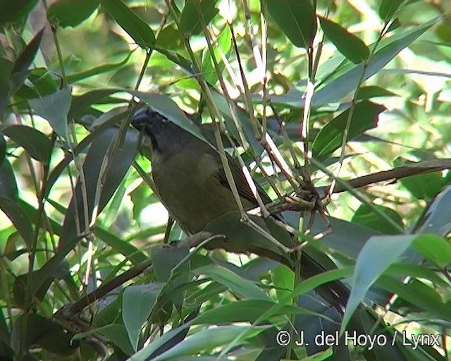 Thick-billed Saltator - ML201271671