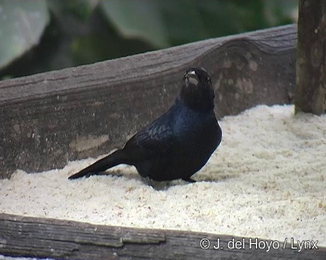 Ruby-crowned Tanager - ML201271681