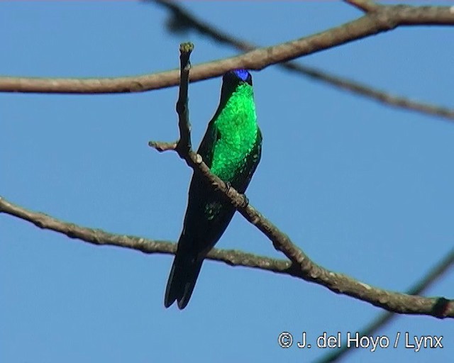 Violet-capped Woodnymph - ML201271731