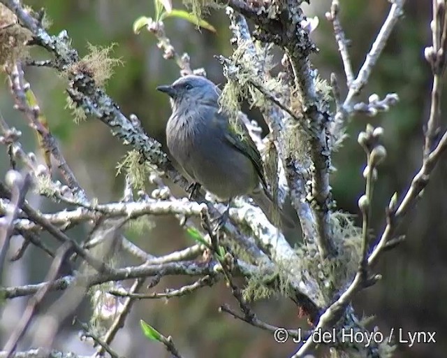 Golden-chevroned Tanager - ML201271771