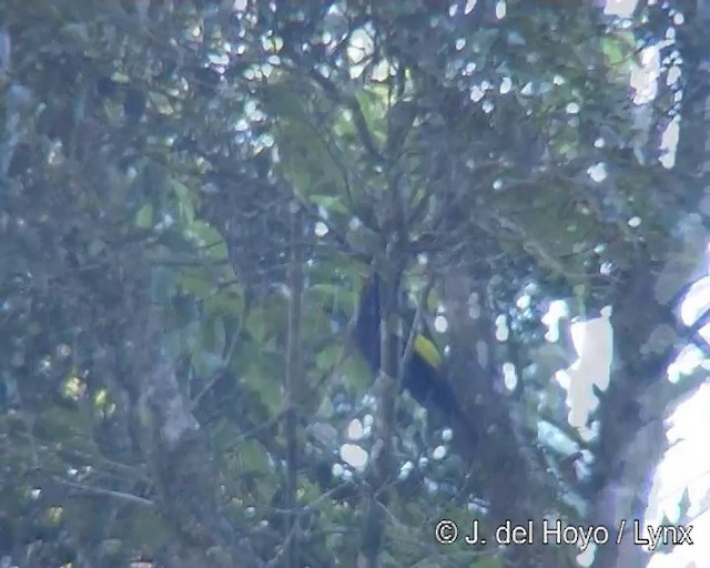 Black-and-gold Cotinga - ML201271781