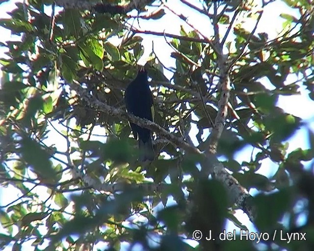 Cotinga Negro - ML201271791