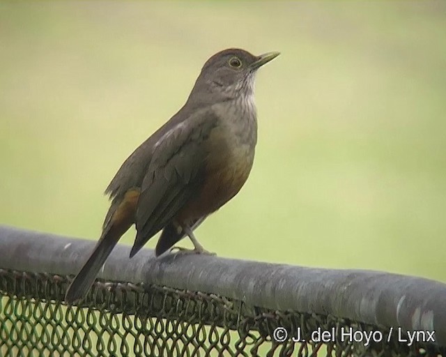 Rufous-bellied Thrush - ML201271851