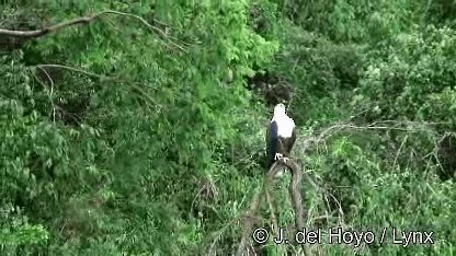 African Fish-Eagle - ML201271911