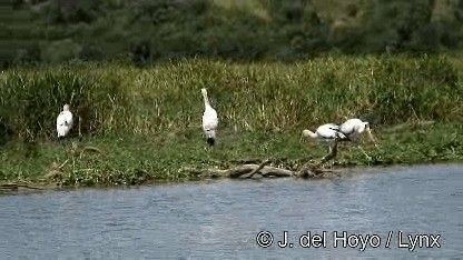 Yellow-billed Stork - ML201271921