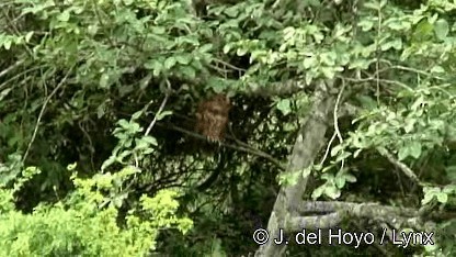 Pel's Fishing-Owl - ML201271931