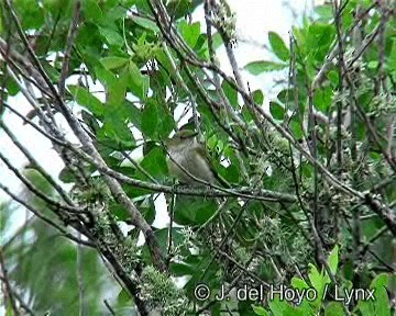 ツリスコビトドリモドキ - ML201271951